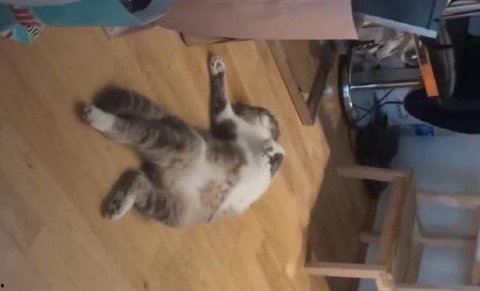 娱乐吃瓜酱出门忘关空调,娱乐吃瓜酱上演“电费刺客”